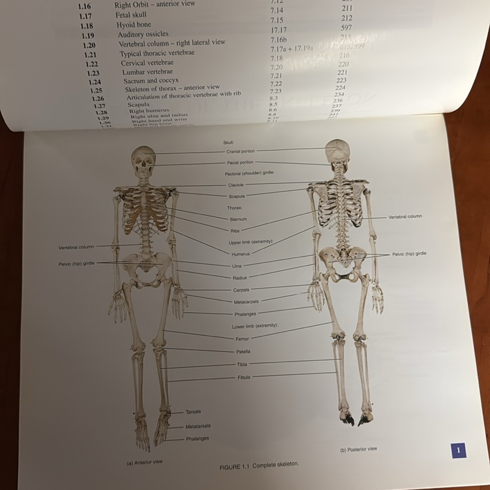 A Brief Atlas of the Skeleton by Gerard J. Tortora Medical Anatomy Book - Picture 5 of 5